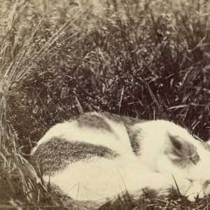 Stereoscope Slide, Zoo animals