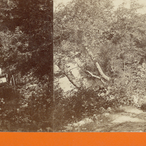 Stereograph: Lover