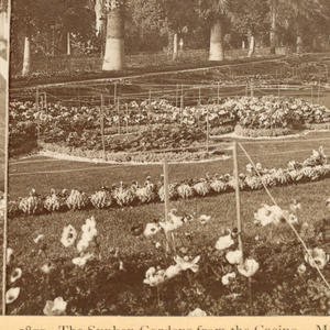 Stereoscope Slide, The sunken gardens from the casino, Monte Carlo, Monaco