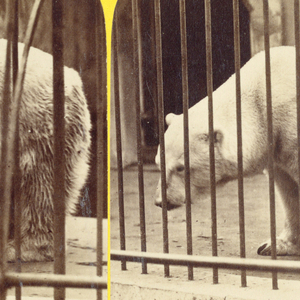 Stereoscope Slide, Zoo animals