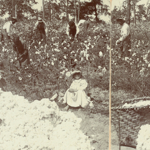 Steroscope Sides, Cotton is king. A plantation scene