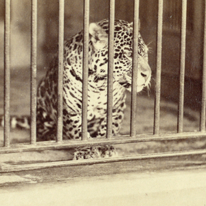 Stereoscope Slide, Zoo animals