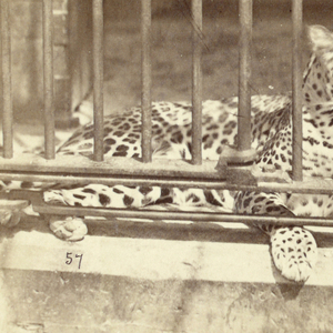 Stereoscope Slide, Zoo animals