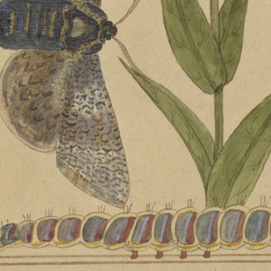 Illuminated Page