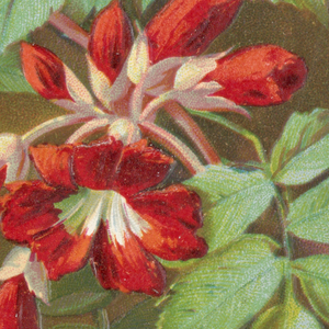 Greeting Card