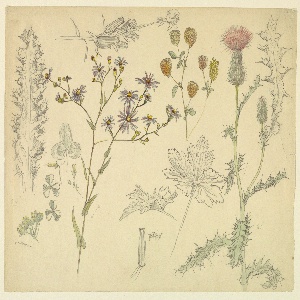 Drawing (USA)