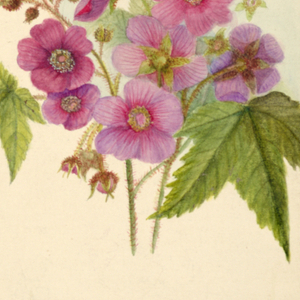 Drawing, Thimbleberry, ca. 1860