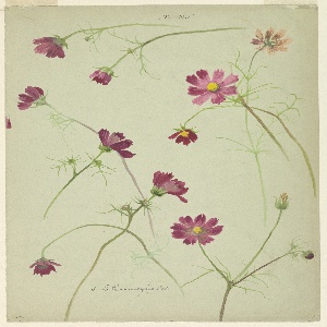 Drawing, Studies: Cosmos, late 19th century
