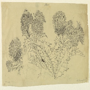 Drawing (USA)