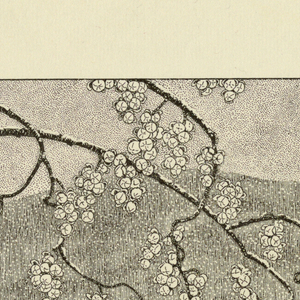 Print (USA)