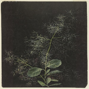 Drawing (USA), ca. 1890