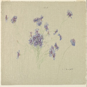 Drawing (USA)
