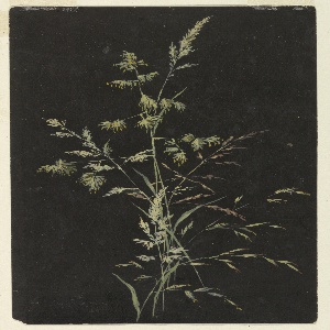 Drawing, Study: Grass in Seed, ca. 1890