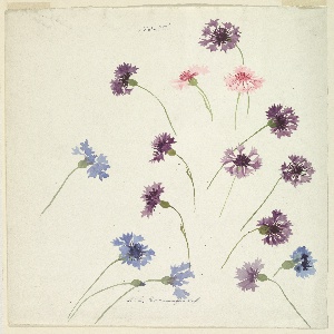 Drawing, Study: Cornflowers, late 19th century