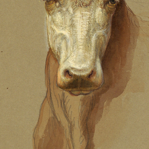 Drawing, Two studies.  Cattle, 1876