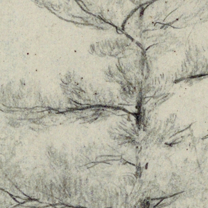 Drawing, Sketch of a Tree