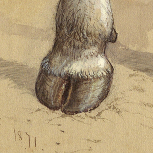 Drawing, Studies After Cattle, 1871