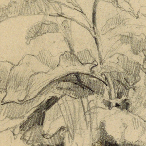 Drawing (USA)
