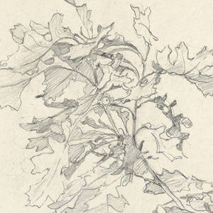 Drawing (USA)
