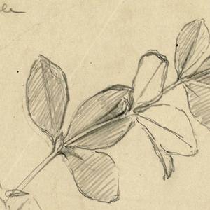 Drawing (USA)