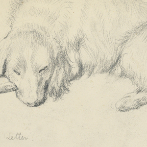 Drawing, Dash (a Setter), ca. 1862