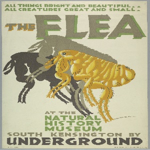 Poster, The Flea at The Natural History Museum, for London Underground, 1926