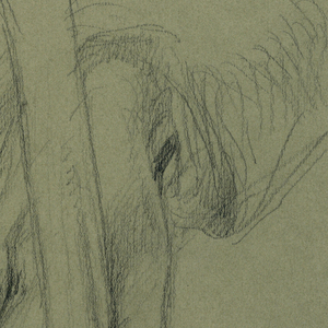 Drawing, Evan Thomas, Right hand with Cane, 1899