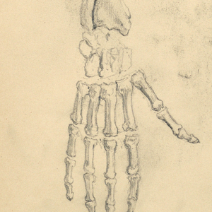 Drawing (USA)