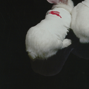 Poster, The Rabbit, 1977