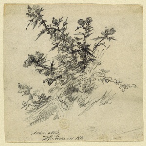 Drawing (USA)