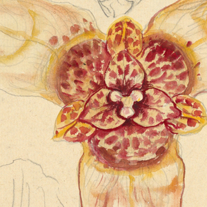 Drawing (USA)