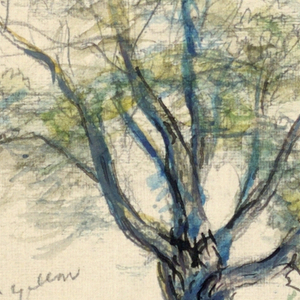Drawing, Sketches. Maples, June 9, 1915