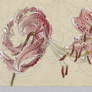Drawing (USA)