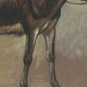 Drawing, Study. A mule, 1872–75