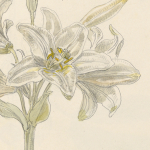 Drawing (USA)