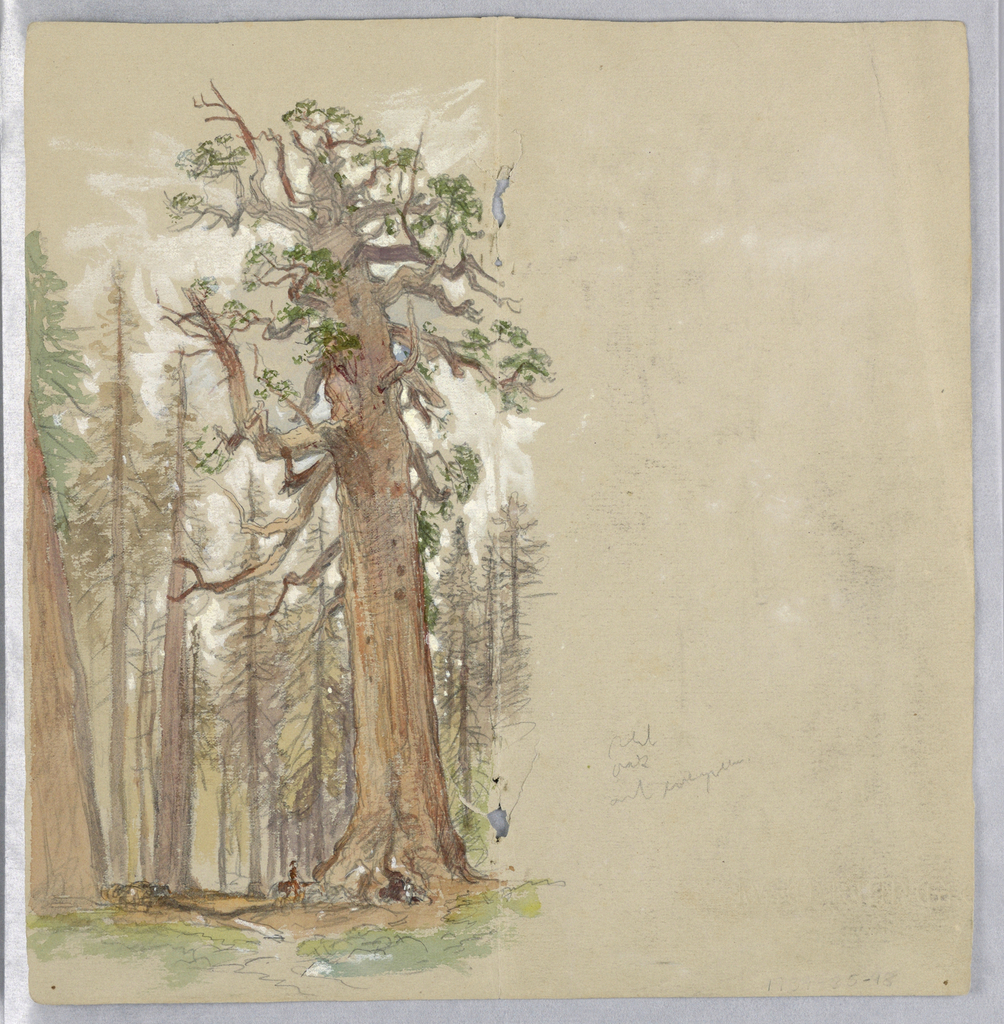 Drawing, Oak and Evergreen