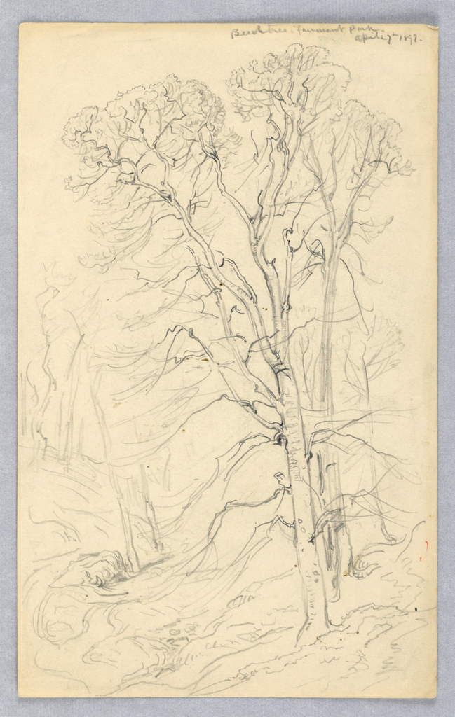 Drawing, Sketches of Trees