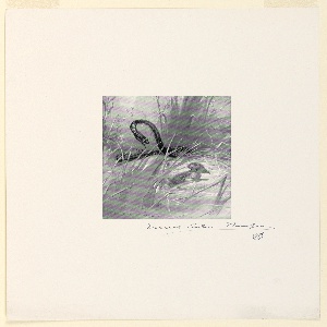 Drawing (USA)