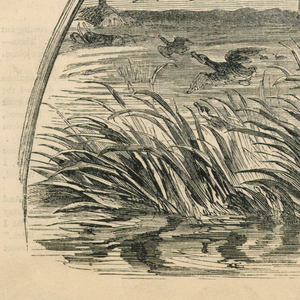 Print (USA)