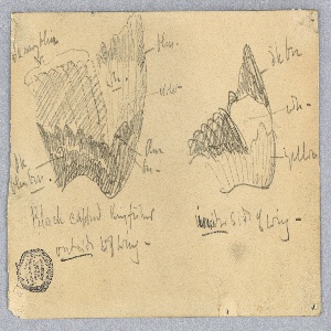 Drawing (USA)
