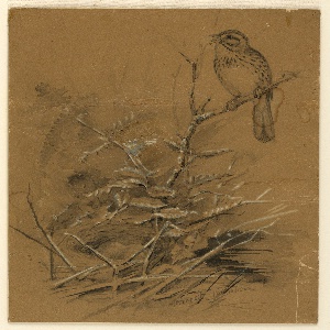 Drawing (USA)