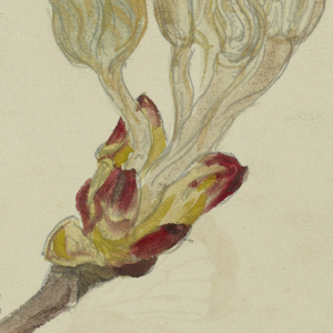 Drawing, Studies. Horse Chestnut and Maple Buds Unfolding, Central Park, N.Y.C., April 26, 1880
