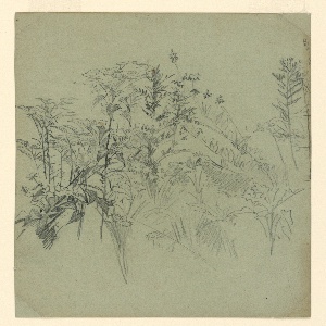 Drawing (USA)
