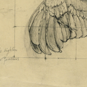 Drawing (USA)