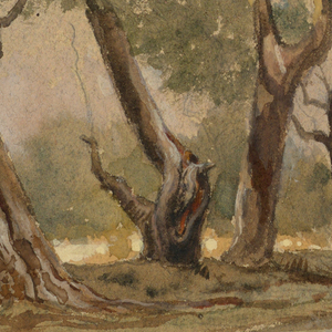 Drawing, Cypress Trees, Chapultepec, Mexico, February 18, 1892