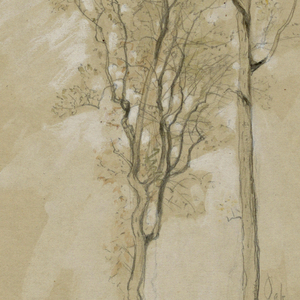 Drawing, Oaks, Lady Wood Lane, Irvington, May 4, 1966