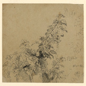 Drawing (USA)