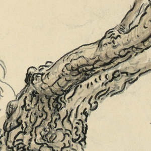 Drawing, Sketches. Sycamores, Santa Barbara, California, ca. 1888