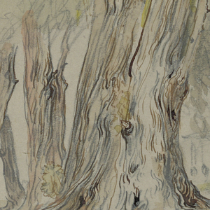 Drawing, Cypress Trees of Chapultepec, Mexico, March 14, 1892