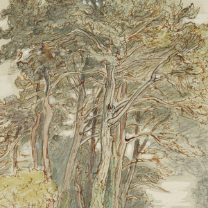 Drawing, "The Pine Trees of El Monte," California., April 10, 1898